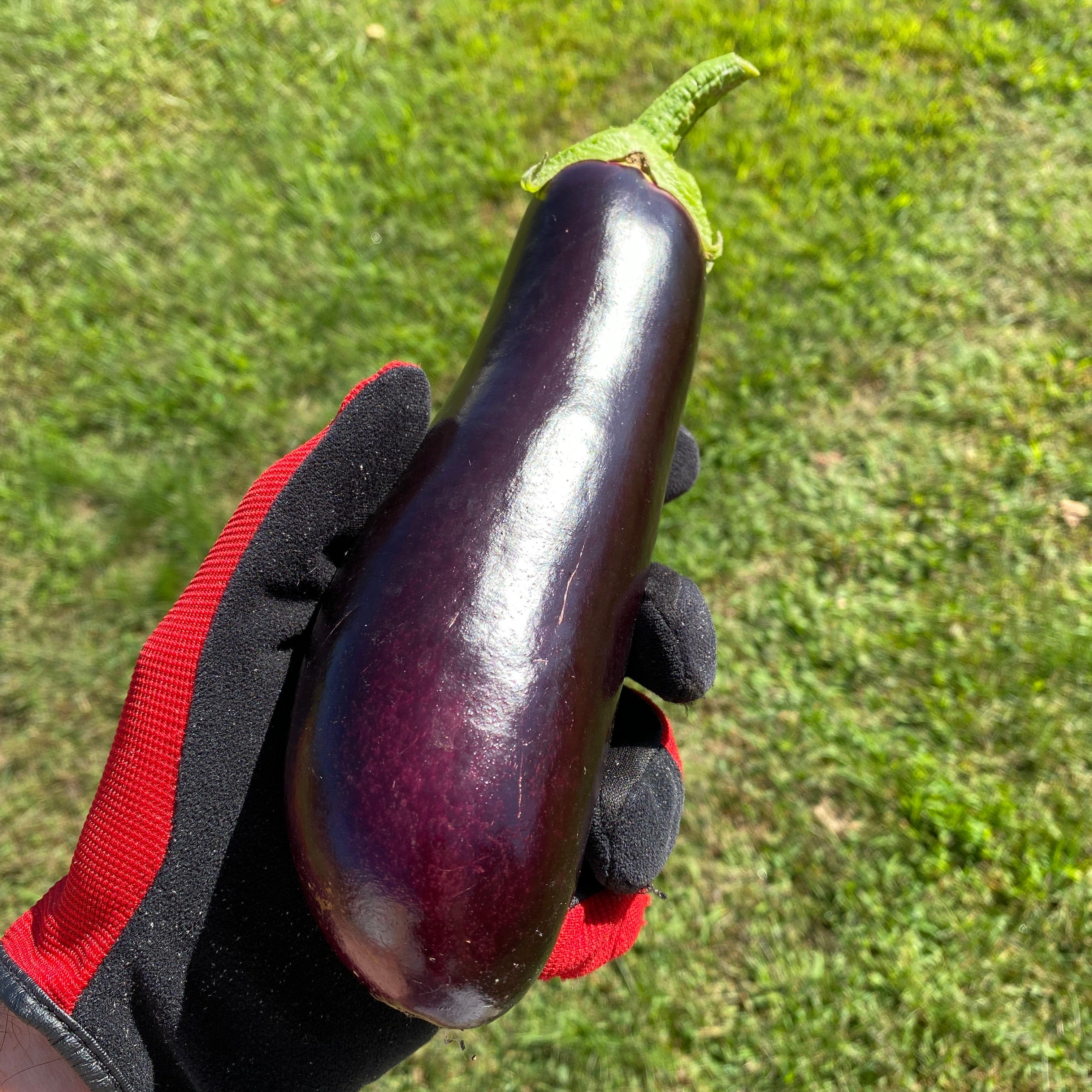 Eggplant, 'Diamond