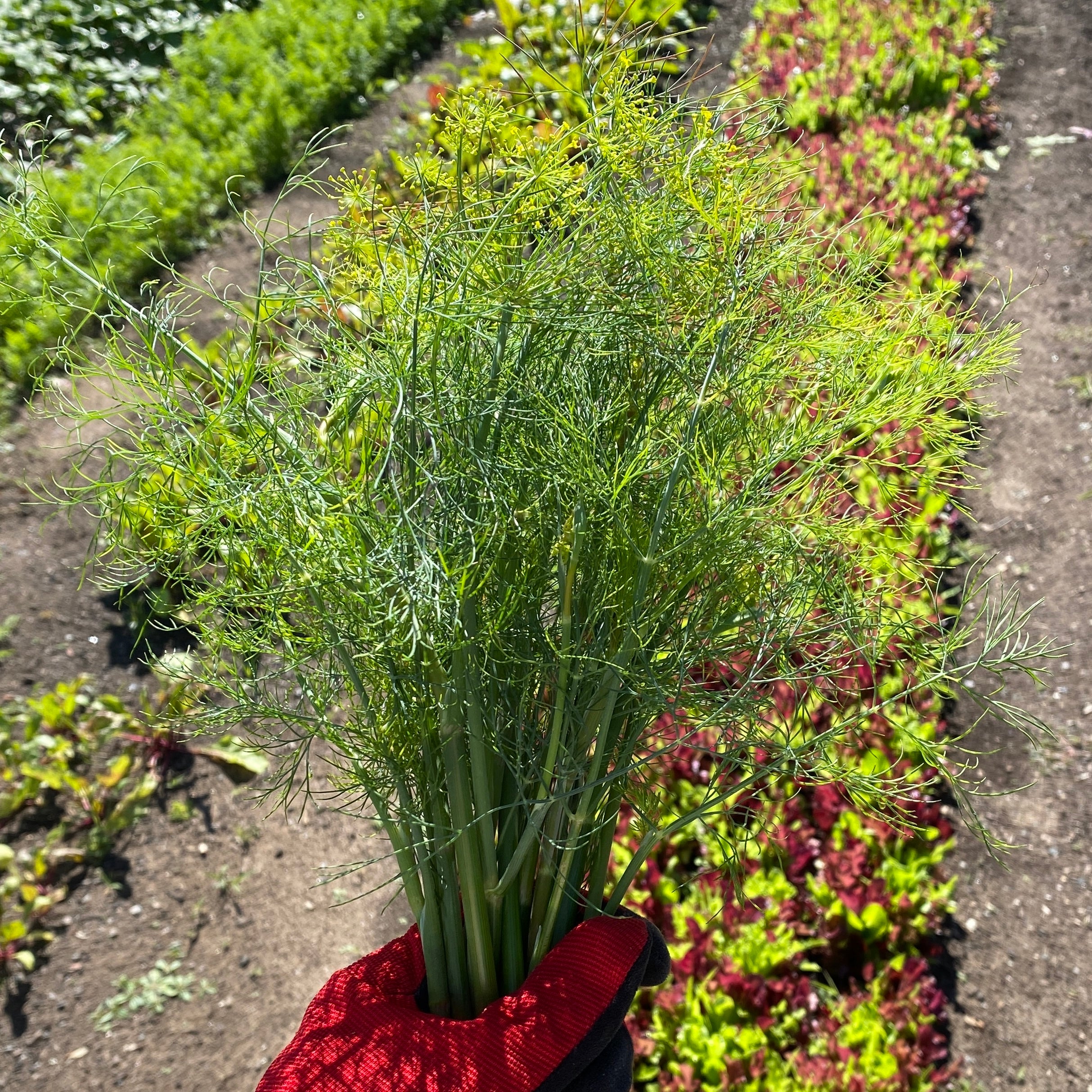 Dill Bouquets Gently Grown Farms