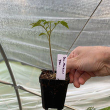 Load image into Gallery viewer, Tomato Plants (various varieties)