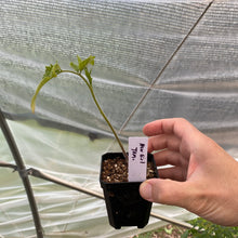 Load image into Gallery viewer, Tomato Plants (various varieties)