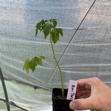 Load image into Gallery viewer, Tomato Plants (various varieties)
