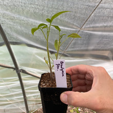 Load image into Gallery viewer, Tomato Plants (various varieties)