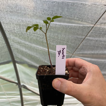 Load image into Gallery viewer, Tomato Plants (various varieties)
