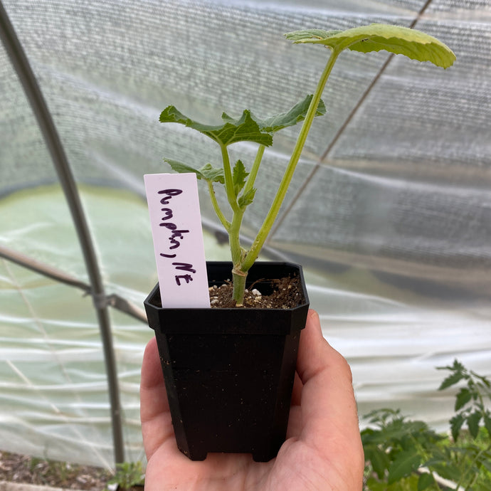 Pumpkin Transplant, New England Pie