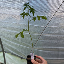 Load image into Gallery viewer, Tomato Plants (various varieties)
