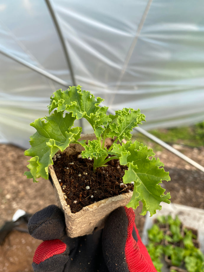 Kale Transplant