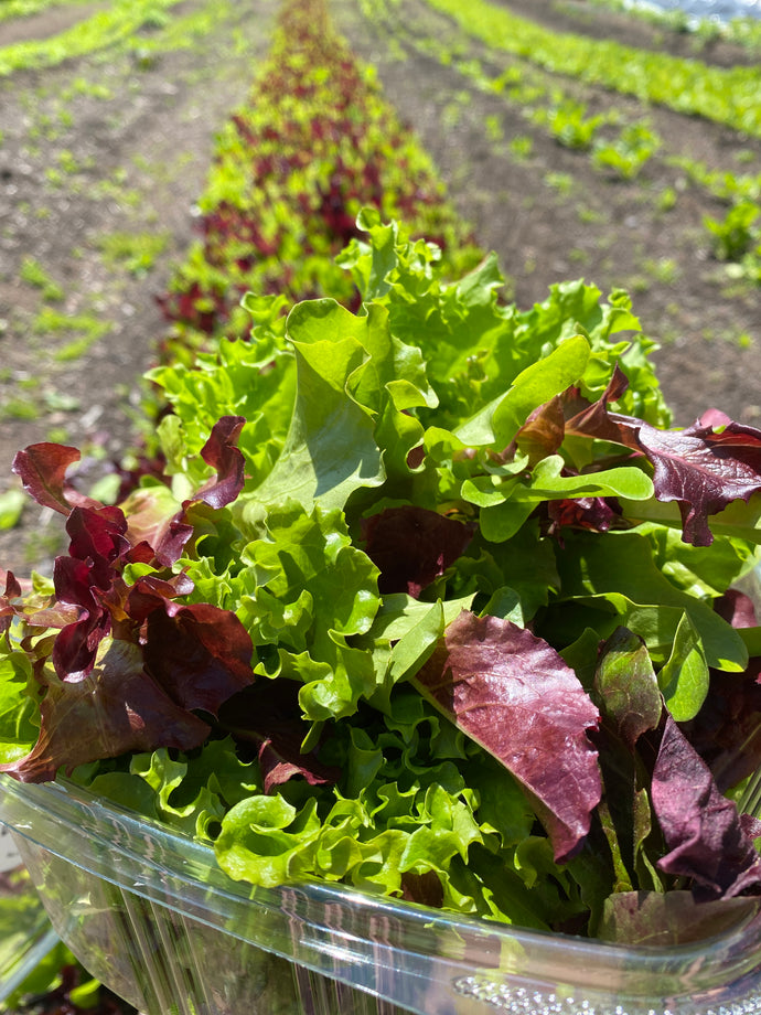 Gourmet Salad Mix