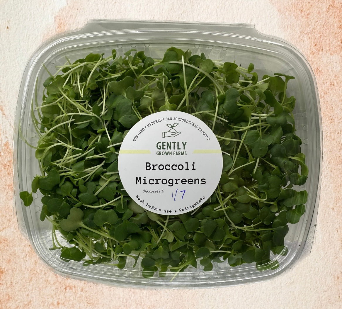 Broccoli Microgreens Gently Grown Farms