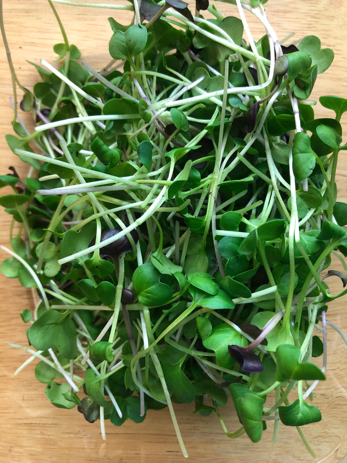 Radish Microgreens