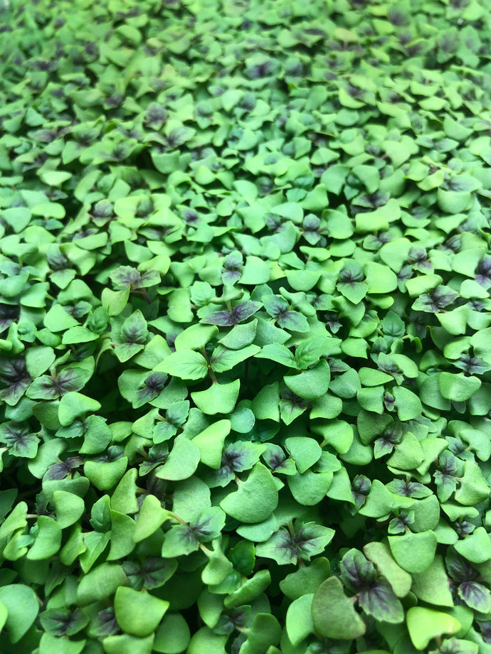 Bi-Color Basil Microgreens