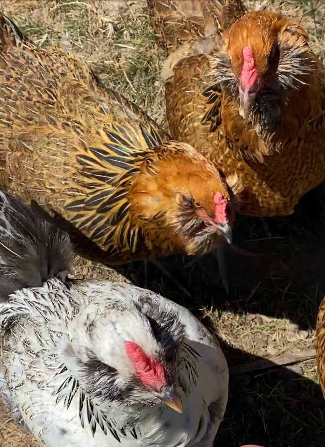 Eggs - Half Dozen, Farm Fresh