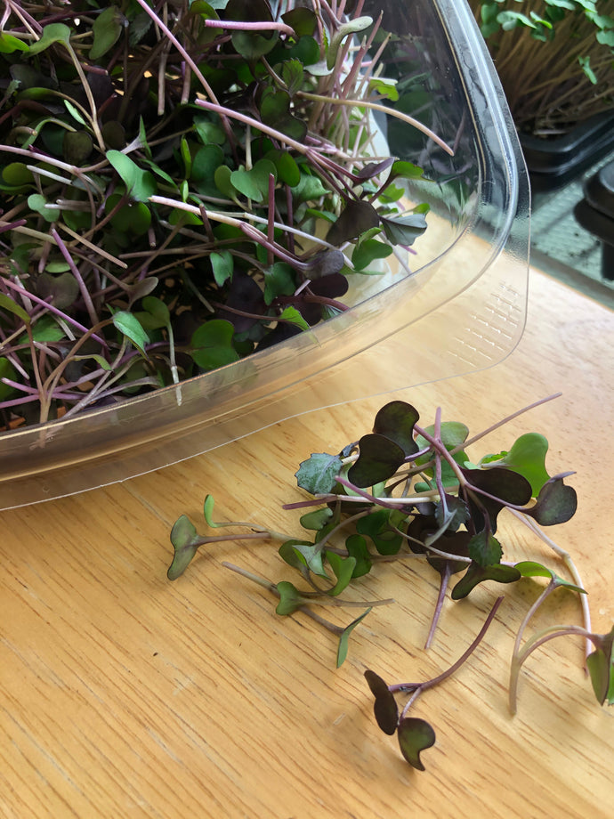 Red Cabbage Microgreens